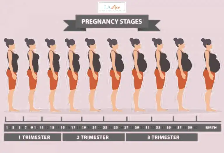First Trimester (Weeks 1–12): Early Changes You Might Not Notice Goadby